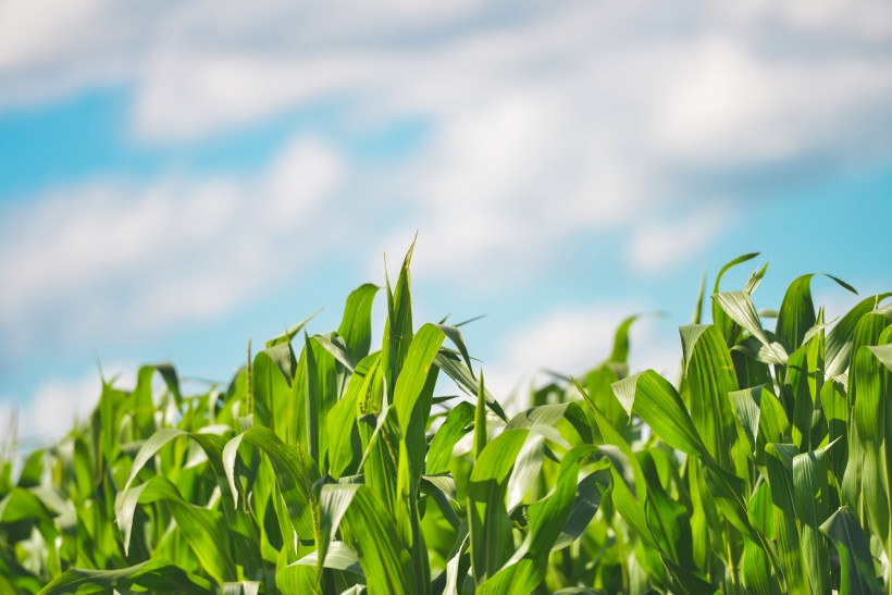 点击大图看下一张：绿色的玉米农作物图片