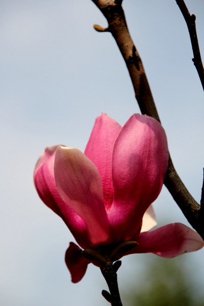 点击大图看下一张：玉堂春花图片