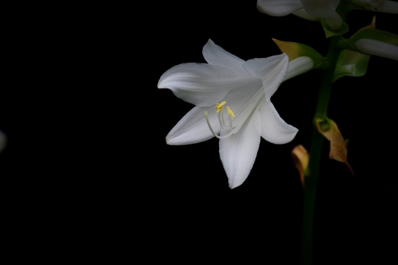 点击大图看下一张：白色玉簪花图片