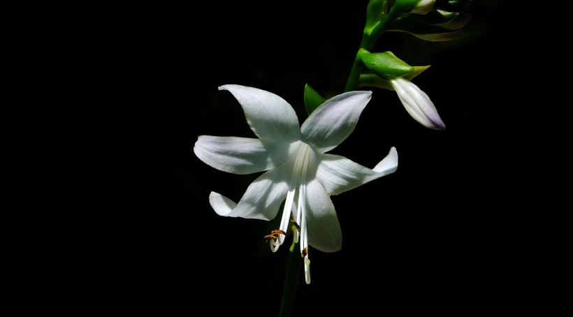 点击大图看下一张：洁白的玉簪花图片