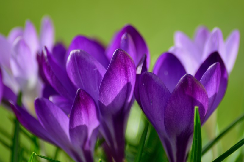 点击大图看下一张：紫色的藏红花图片