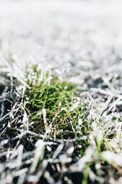 点击大图看下一张：早霜覆盖草地的图片
