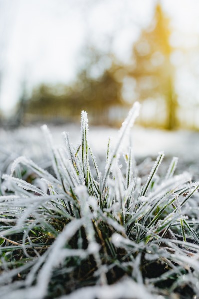 点击大图看下一张：早霜覆盖草地的图片
