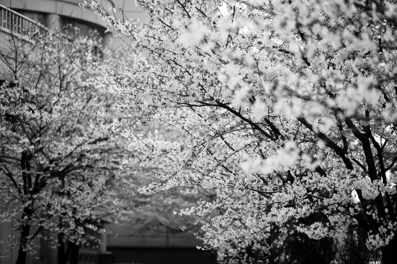 点击大图看下一张：美丽绽放的樱花图片