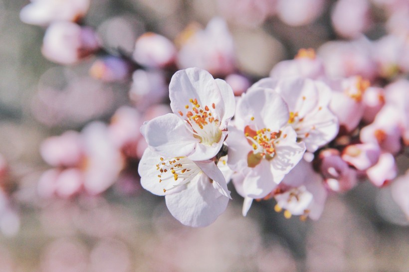 点击大图看下一张：美丽绽放的樱花图片