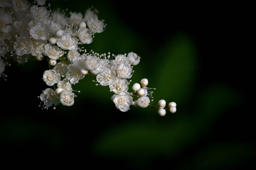 点击大图看下一张:珍珠梅图片