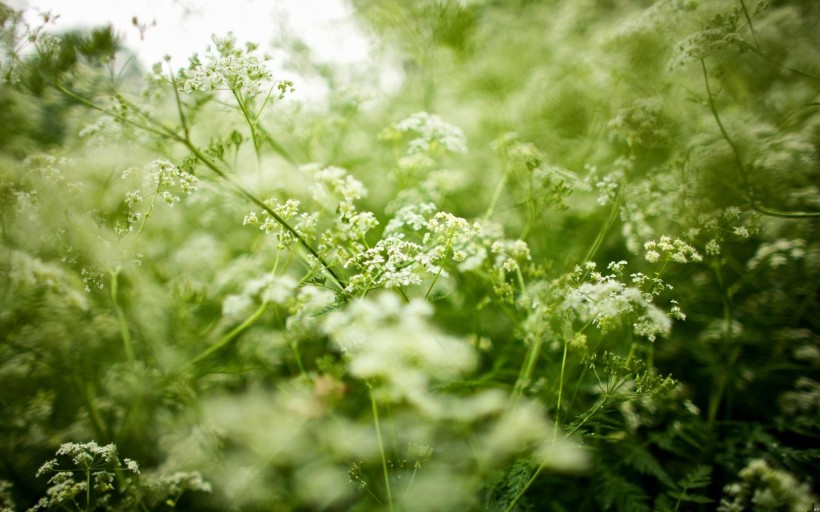 点击大图看下一张：柔和植物图片