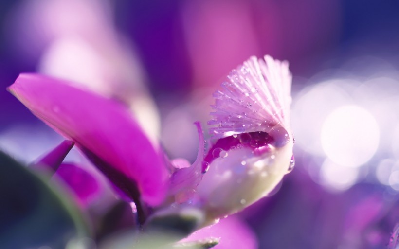 点击大图看下一张：植物花卉微距摄影图片第二组