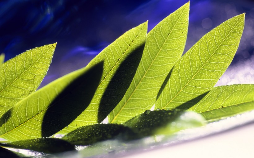 点击大图看下一张：植物花卉微距摄影图片第二组