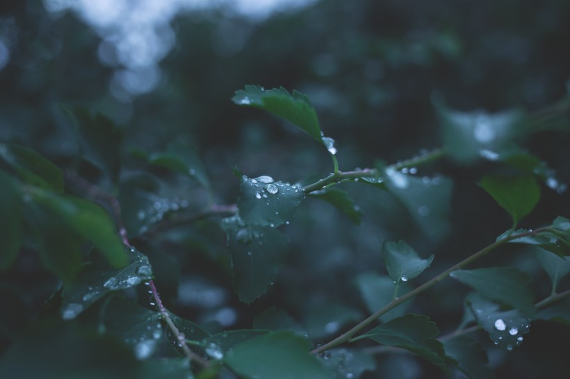 点击大图看下一张：植物露水图片