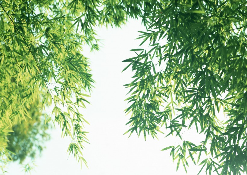 点击大图看下一张：炎炎夏日里的一抹清凉竹林图片