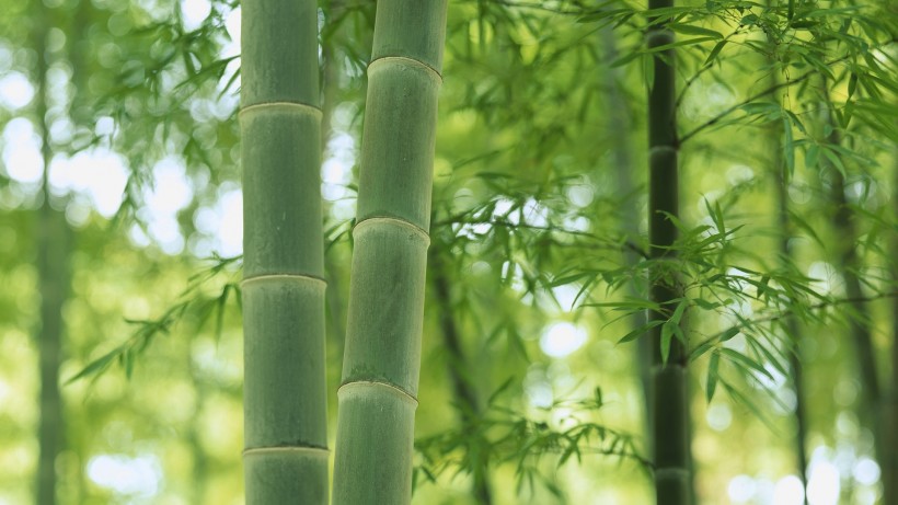 点击大图看下一张：青翠的竹林图片