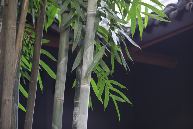 点击大图看下一张：翠绿挺拔的竹子图片