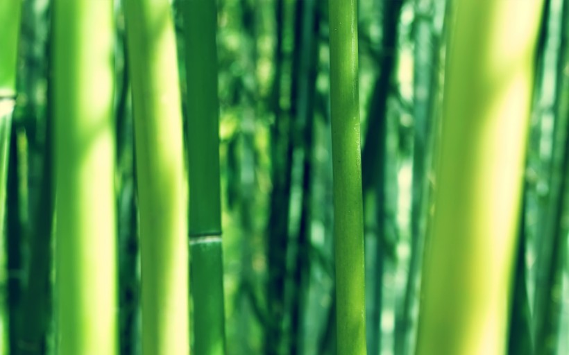 点击大图看下一张：青翠的竹林图片