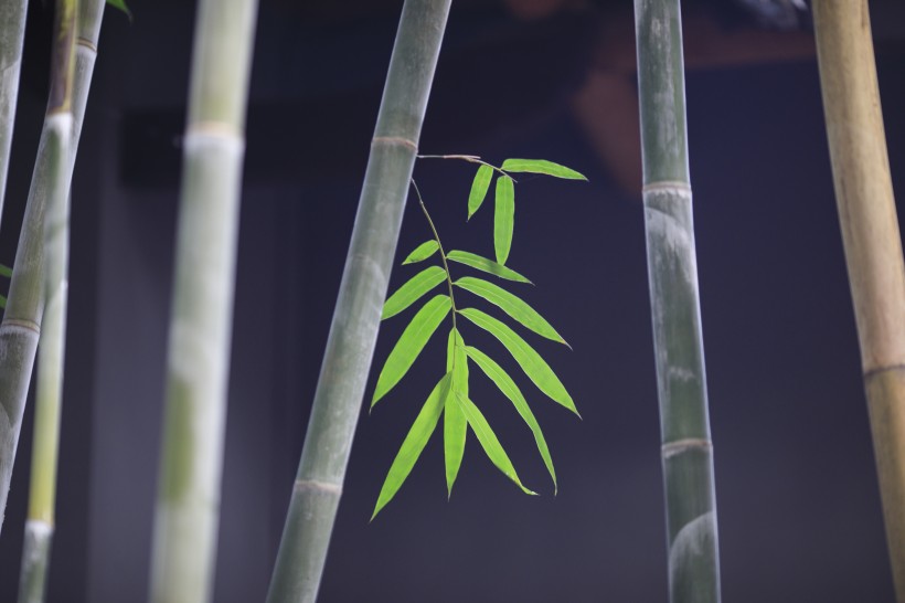 点击大图看下一张：翠绿挺拔的竹子图片