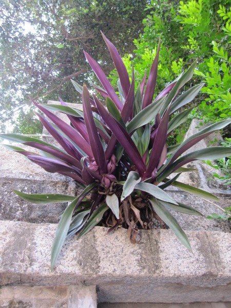 点击大图看下一张：紫背万年青植物图片