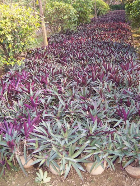 点击大图看下一张：紫背万年青植物图片