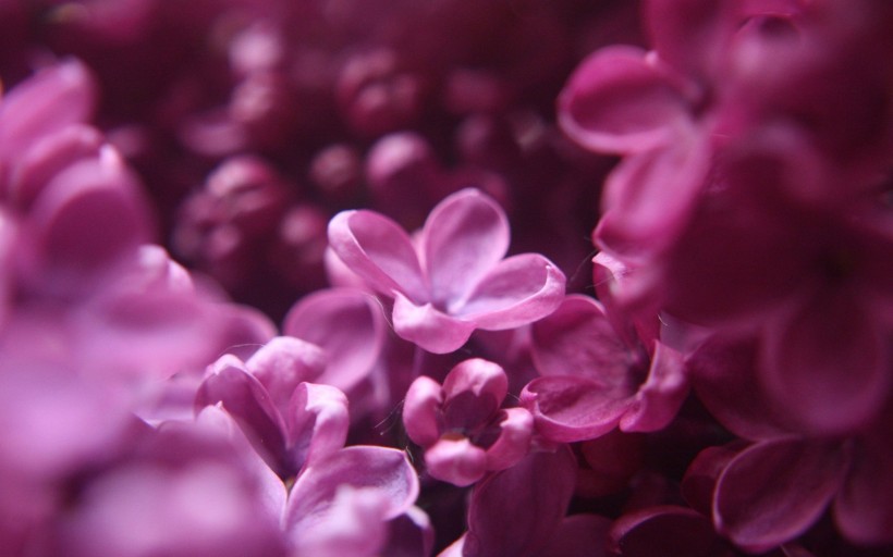 点击大图看下一张：娇媚的紫丁香图片
