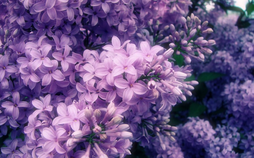 点击大图看下一张：娇媚的紫丁香图片