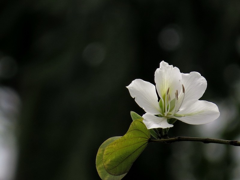 点击大图看下一张：唯美白色紫荆花图片