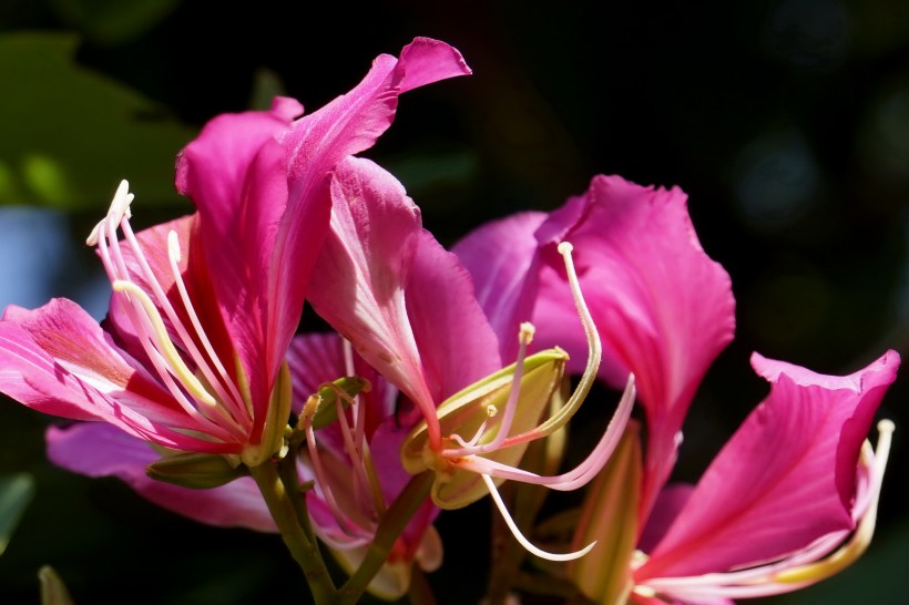 点击大图看下一张：婀娜的紫荆花图片