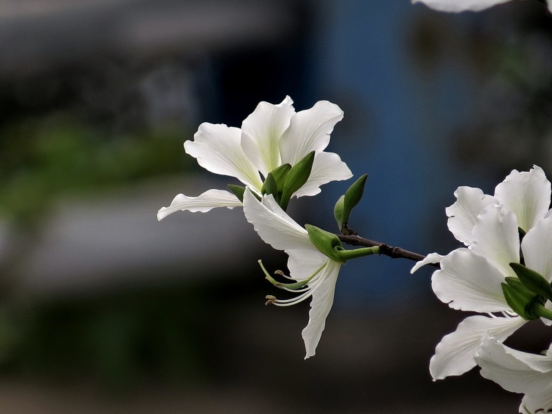 点击大图看下一张：唯美白色紫荆花图片