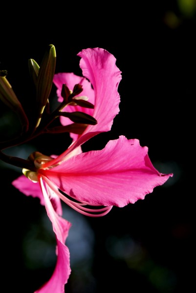 点击大图看下一张：婀娜的紫荆花图片