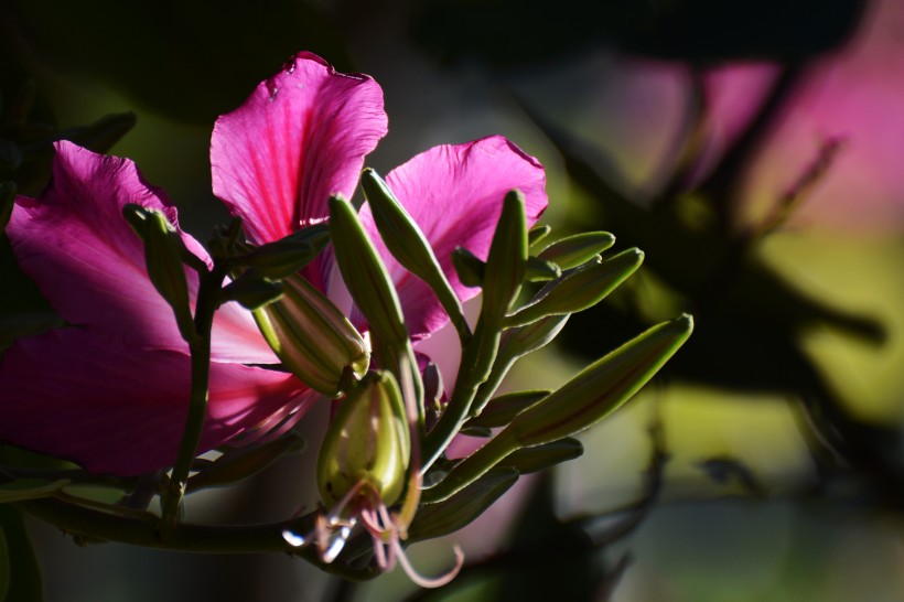 点击大图看下一张：紫荆花图片   