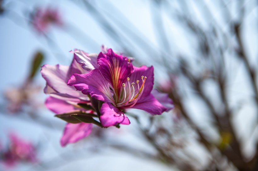 点击大图看下一张：好看的紫荆花图片