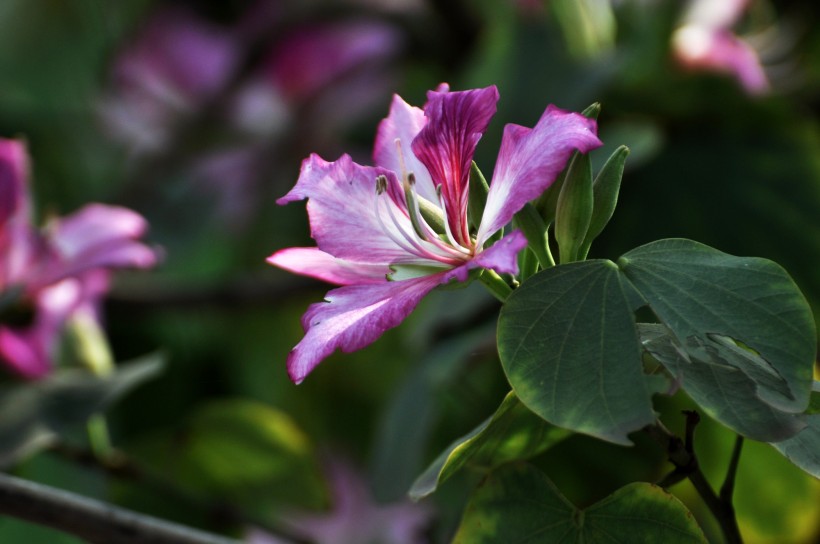 点击大图看下一张：含蓄秀美的紫荆花图片