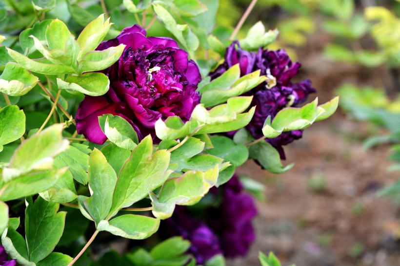 点击大图看下一张：紫牡丹花图片