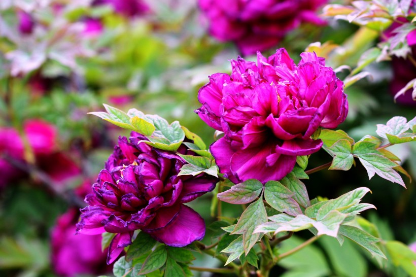 点击大图看下一张：紫牡丹花图片