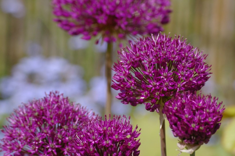 点击大图看下一张：美丽的紫色葱花图片