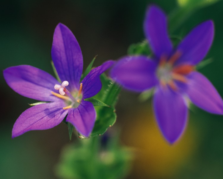 点击大图看下一张：迷人的紫色野花图片