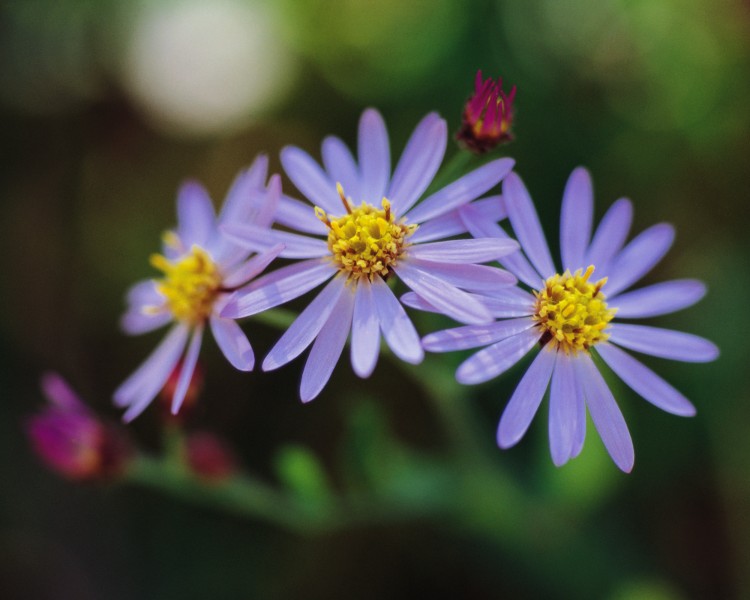 点击大图看下一张：迷人的紫色野花图片