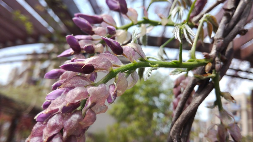 点击大图看下一张：紫色的观赏植物图片