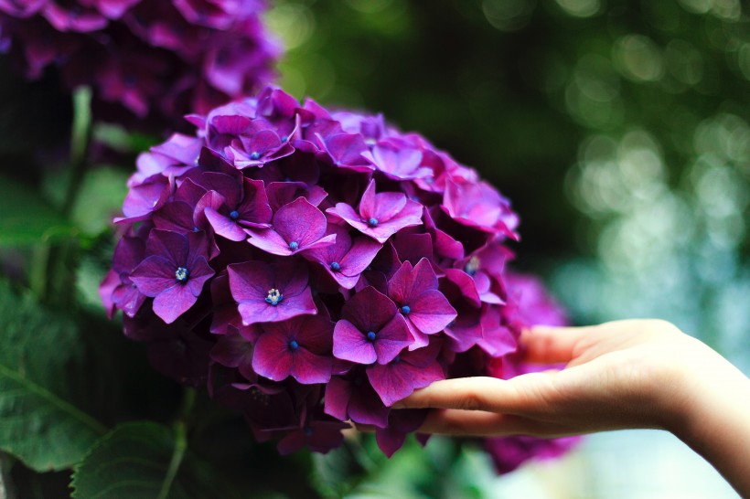 点击大图看下一张：紫色的花朵图片