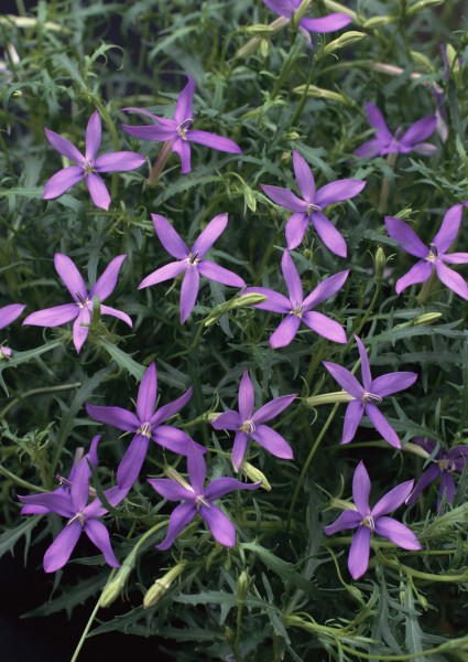 点击大图看下一张：紫色花朵花瓣背景图片