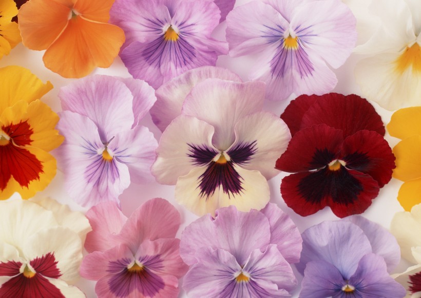 点击大图看下一张：紫色花朵花瓣背景图片