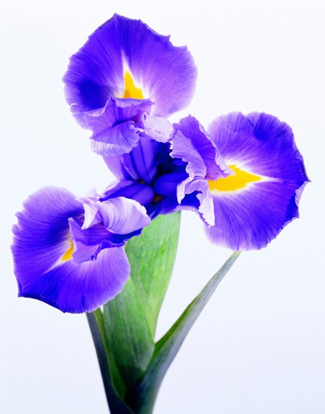 点击大图看下一张：紫色蝴蝶兰图片