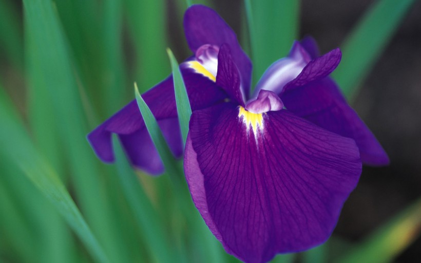 点击大图看下一张：紫色鲜花图片