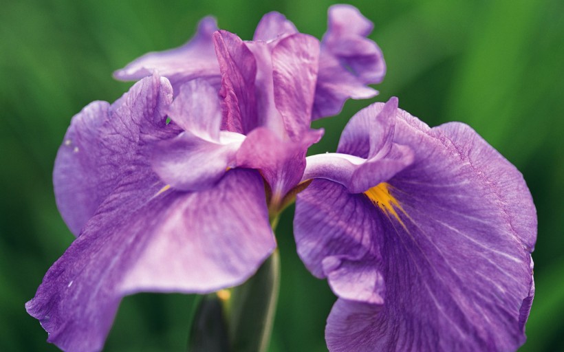 点击大图看下一张：紫色鲜花图片