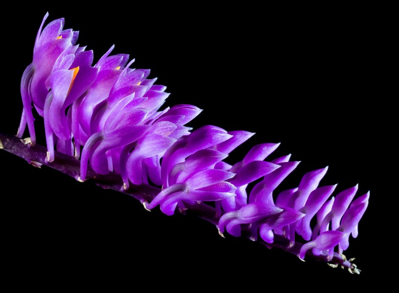 点击大图看下一张：紫色野生兰花图片