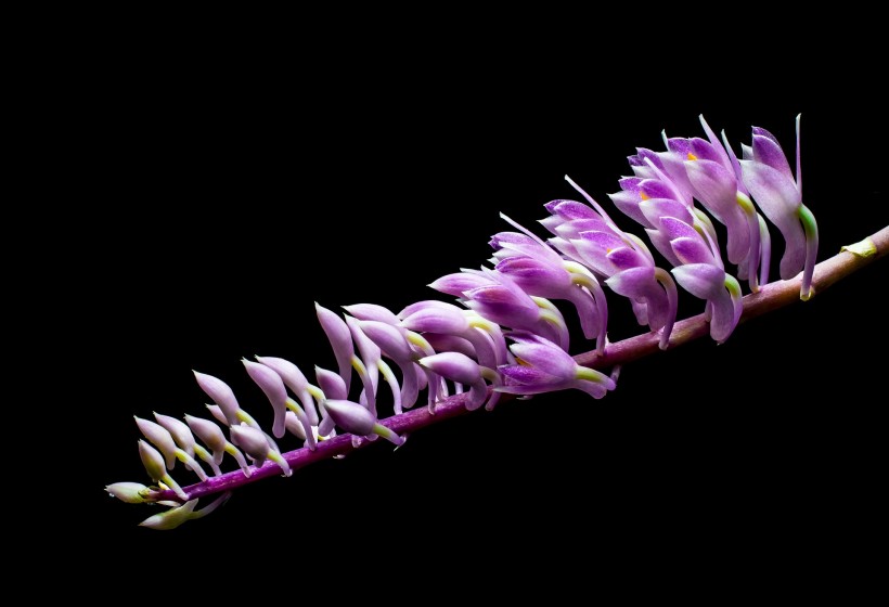 点击大图看下一张：紫色野生兰花图片