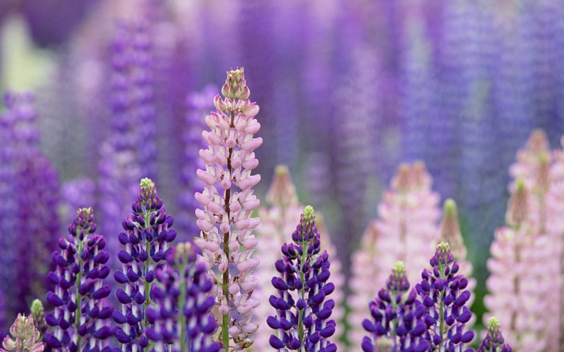 点击大图看下一张：紫色植物图片