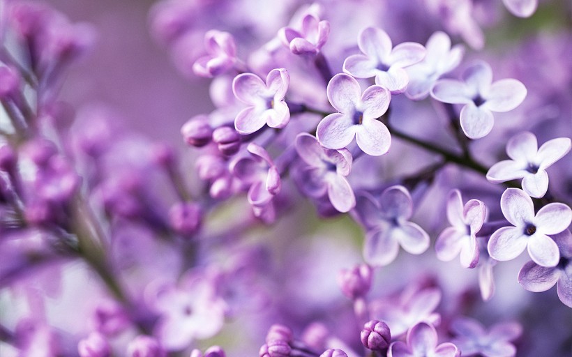 点击大图看下一张：紫色植物图片