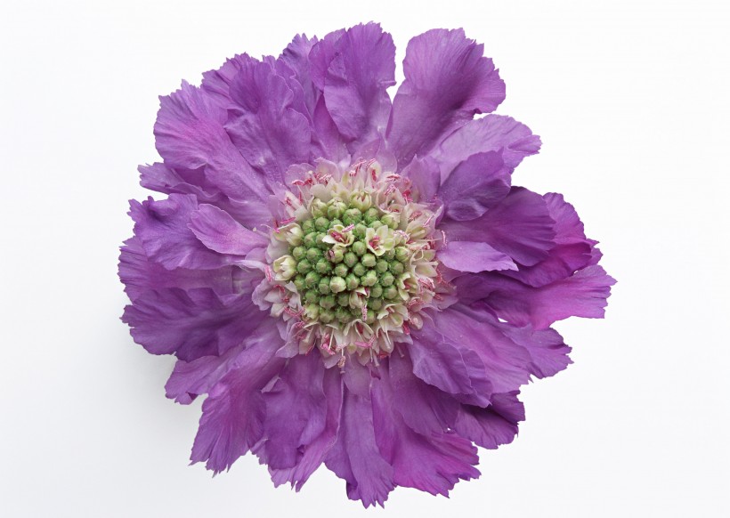 点击大图看下一张：紫色花朵图片