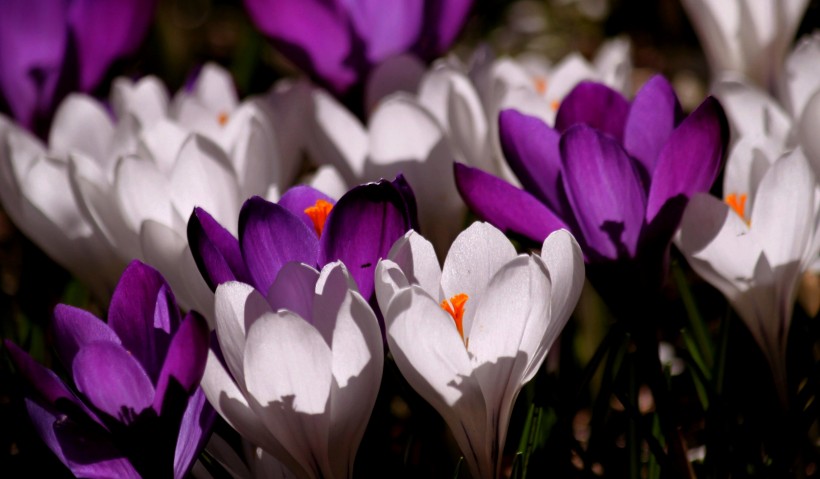 点击大图看下一张：紫色美丽的番红花图片