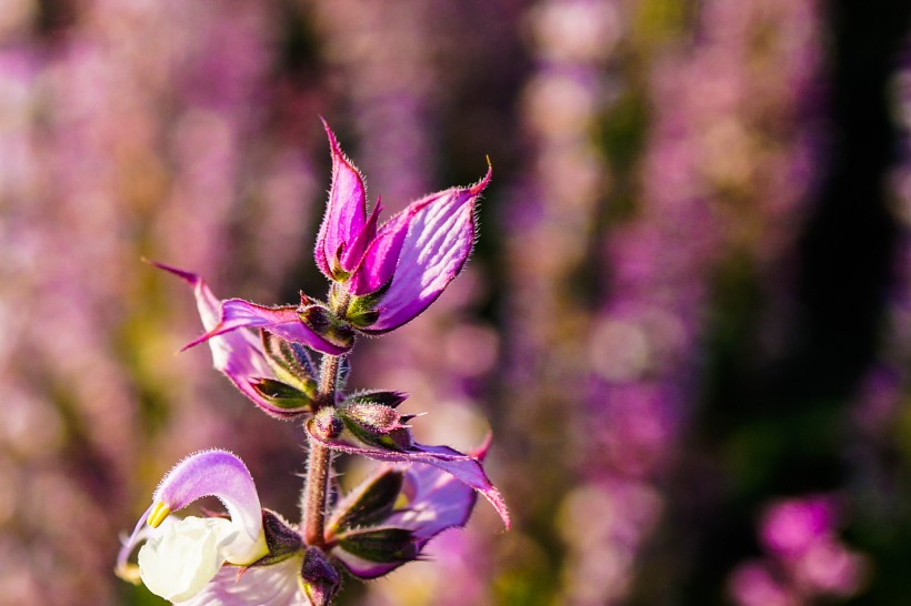 点击大图看下一张：紫苏花图片