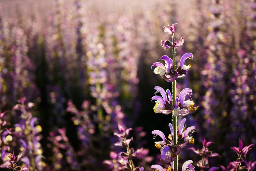 点击大图看下一张：紫苏花图片